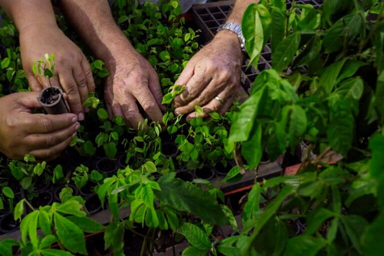 Brazilian settlers turn to reforestation in ambitious land recovery plan