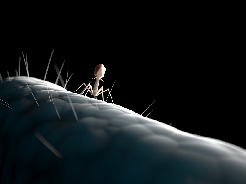 Phage’s Deep Pockets – Life Sciences | Weizmann Wonder Wander