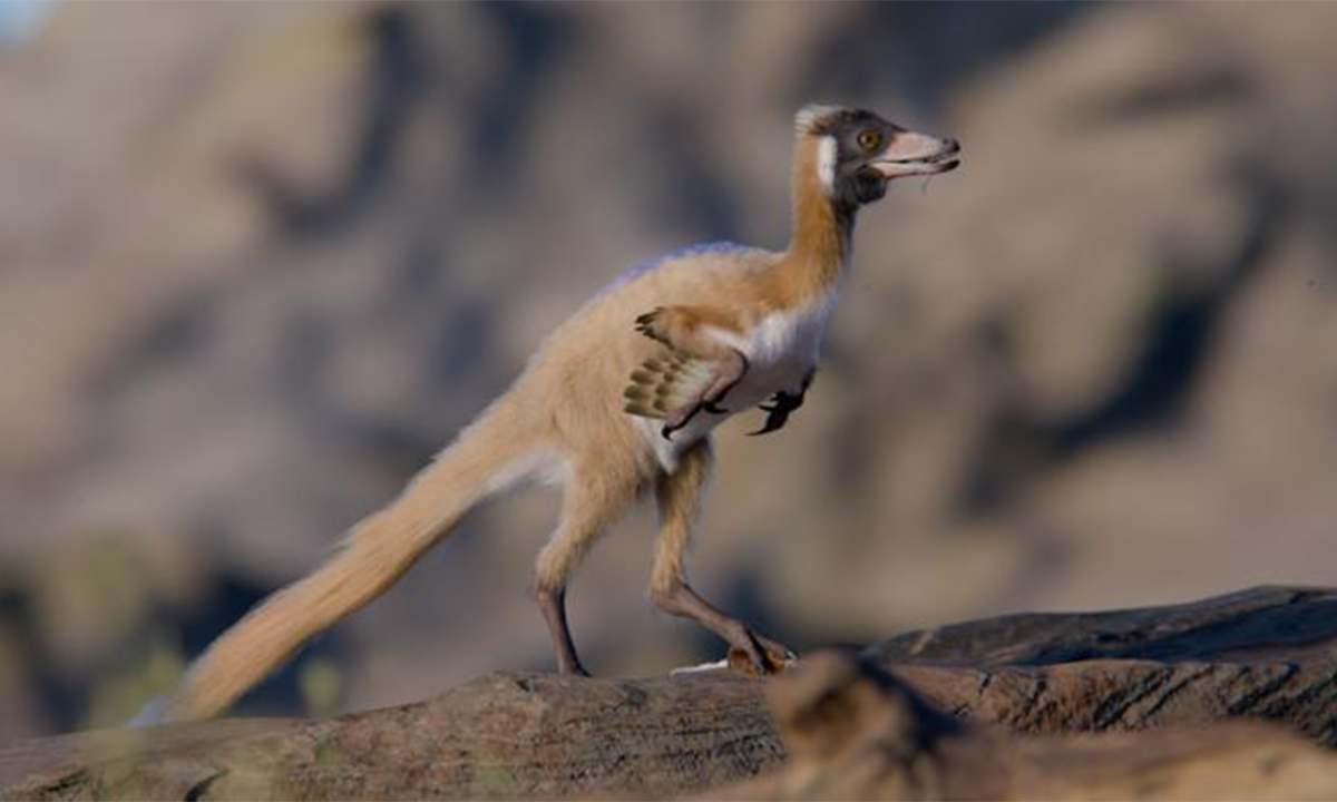 The Dainty Dinosaur That’s Rewriting Evolutionary History