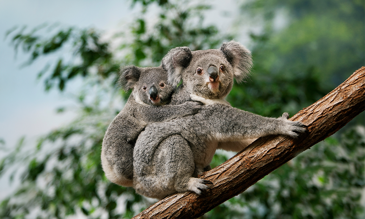 Koalas Recover Genetic Diversity as Populations Expand