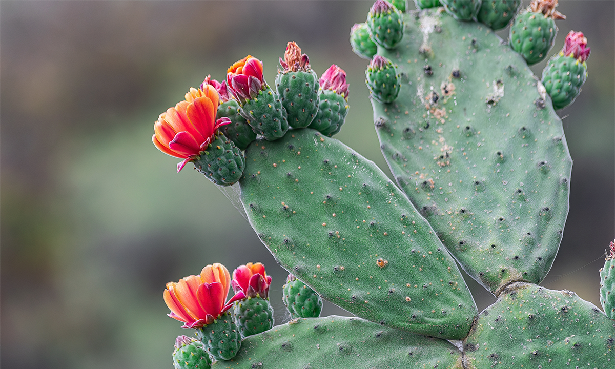 How Cacti Defy Darwin