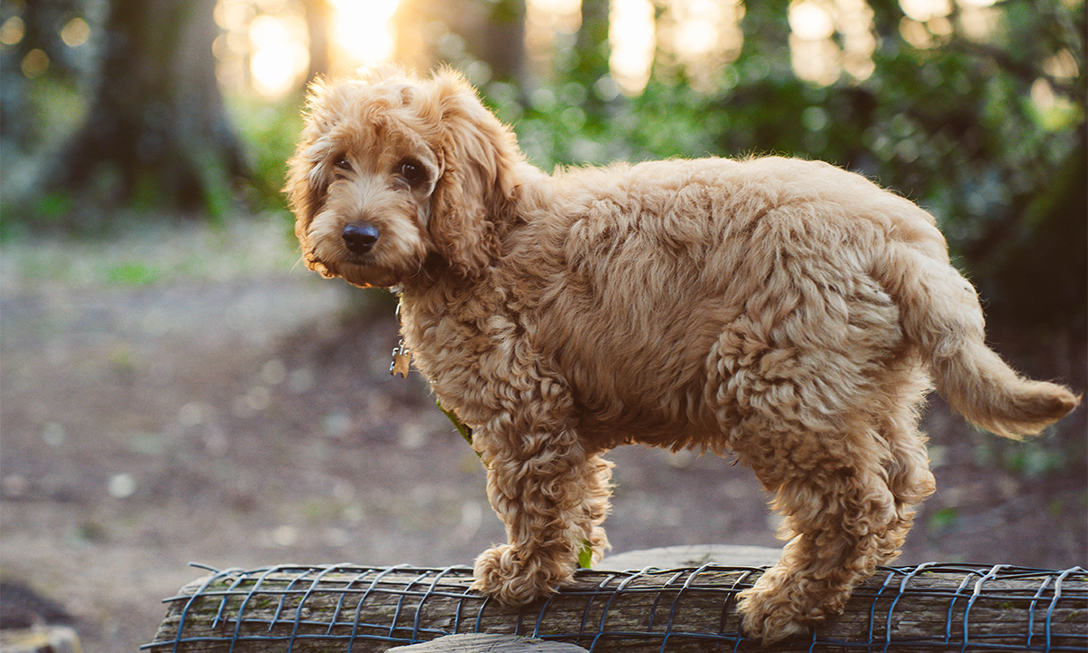 The Science Is in: No One Likes Your Cockapoo