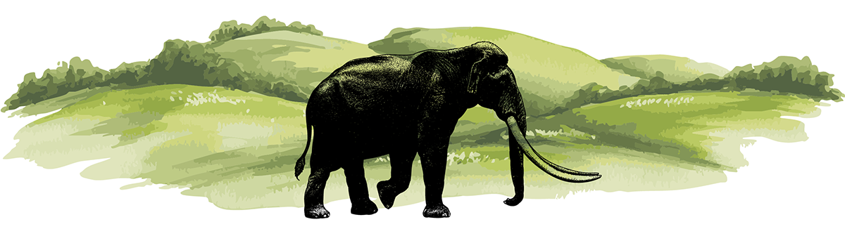 The Travels of Straight-Tusked Elephants in Europe, Written in Their Teeth