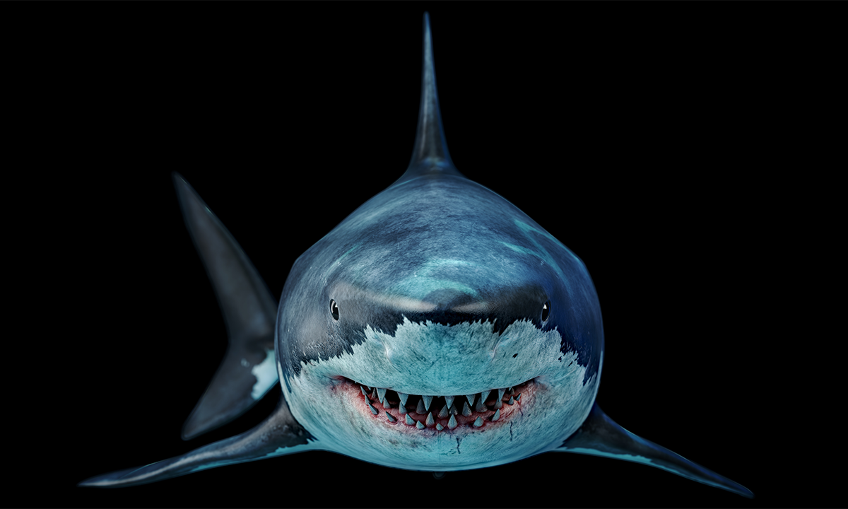 What Sharks Attacked 5 Million Years Ago