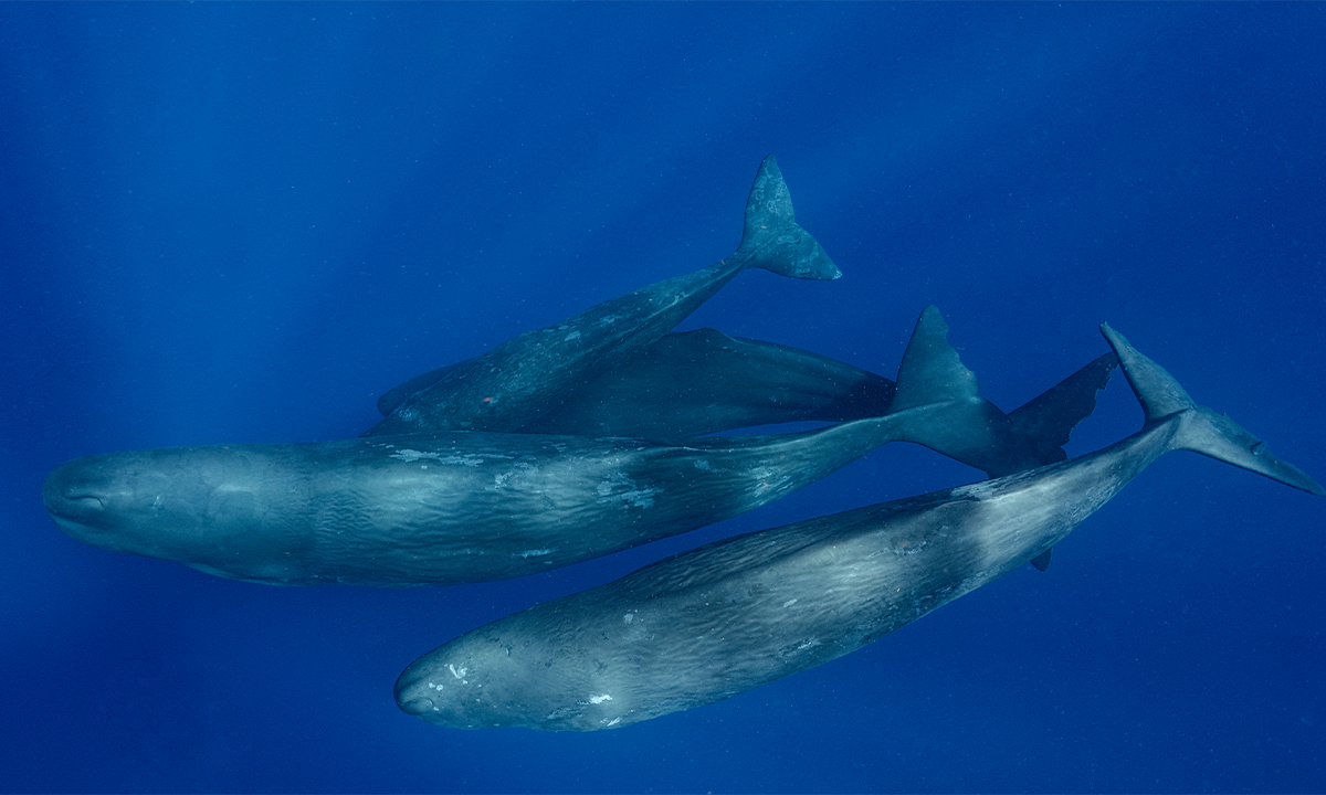 Rare Sperm Whale Birth Caught on Video