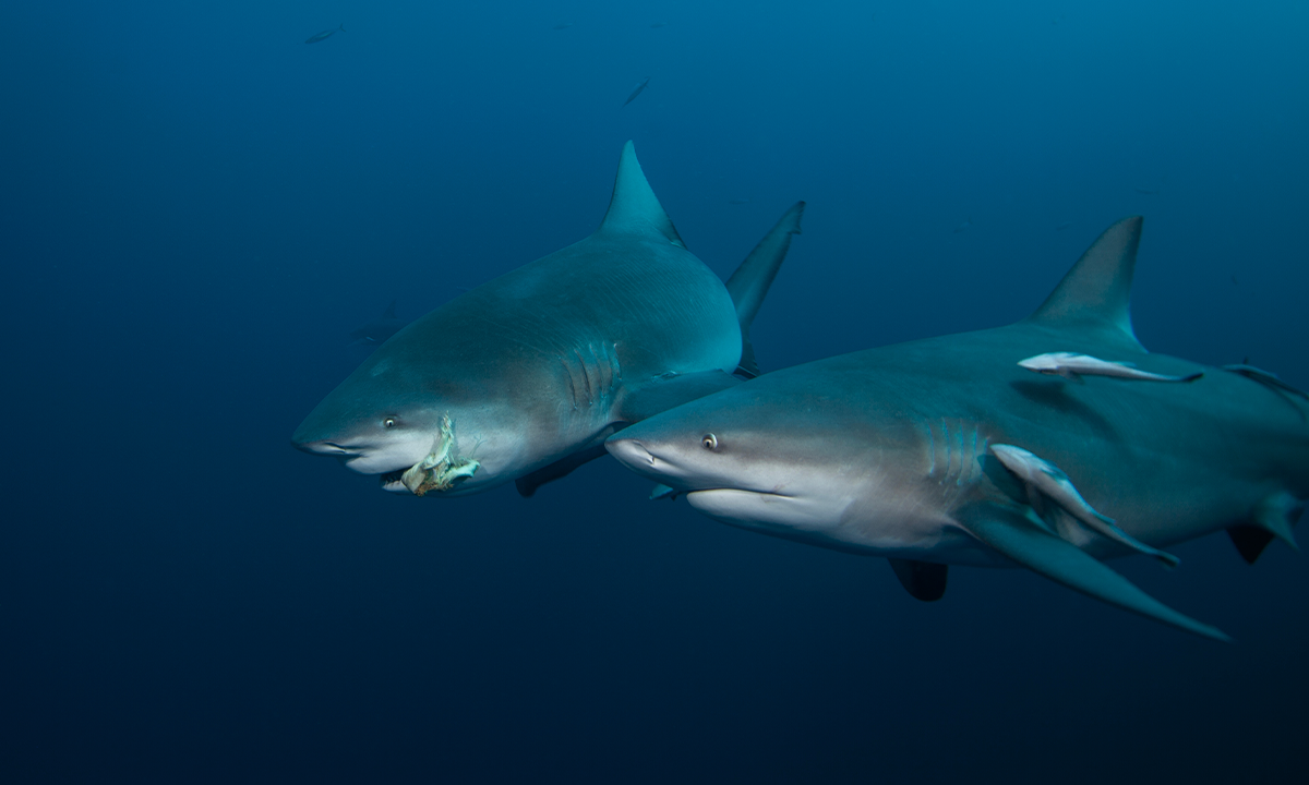 Bull Sharks Make Friends, Too