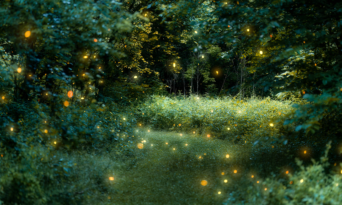 The Secret of Fireflies’ Synchronous Flashing