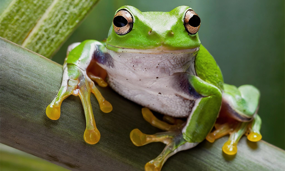 he Parasite That Garbles the Mating Calls of Male Tree Frogs