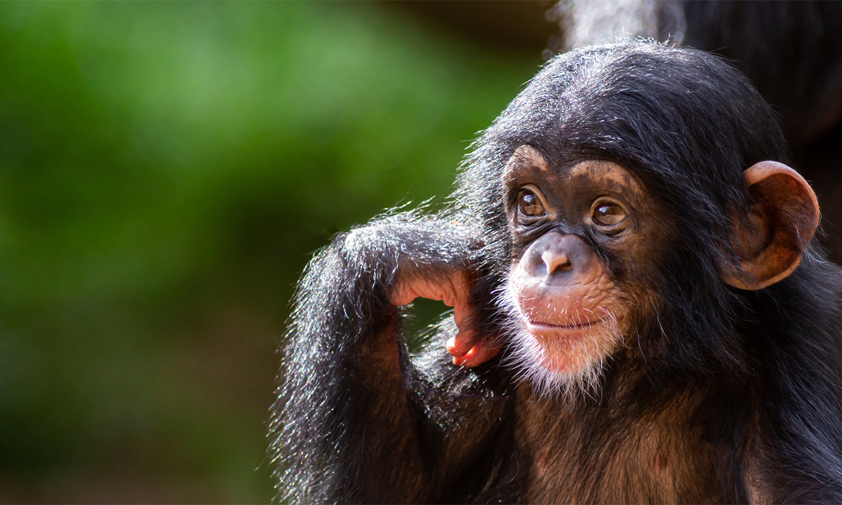 Humans Can Read the Expressions and Feelings of Our Primate Cousins