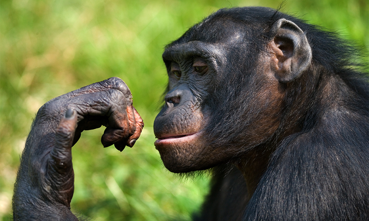 Bonobos May Not Be the Peaceful Apes We Imagined