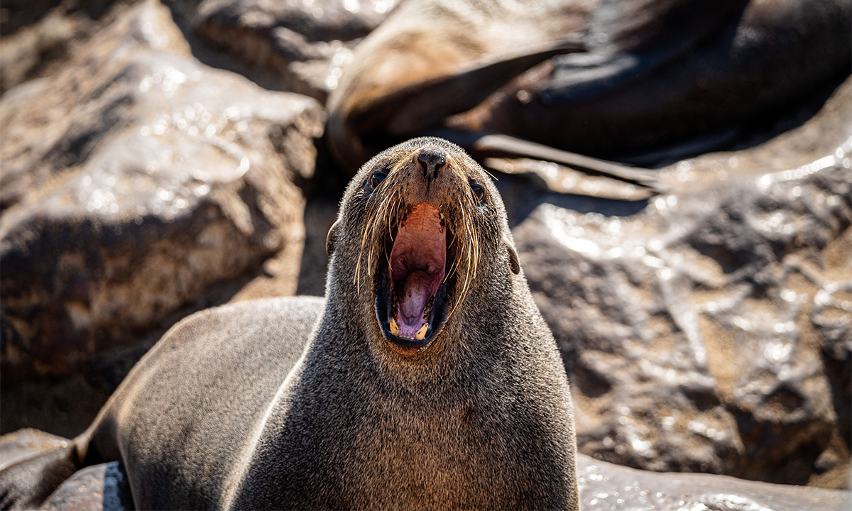 Seal and Sea Lion Brains Help Explore the Roots of Language