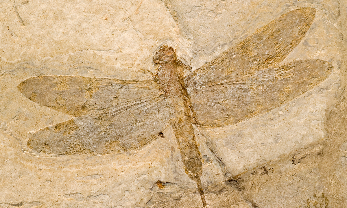 What the Insects of the Jurassic Period Sounded Like