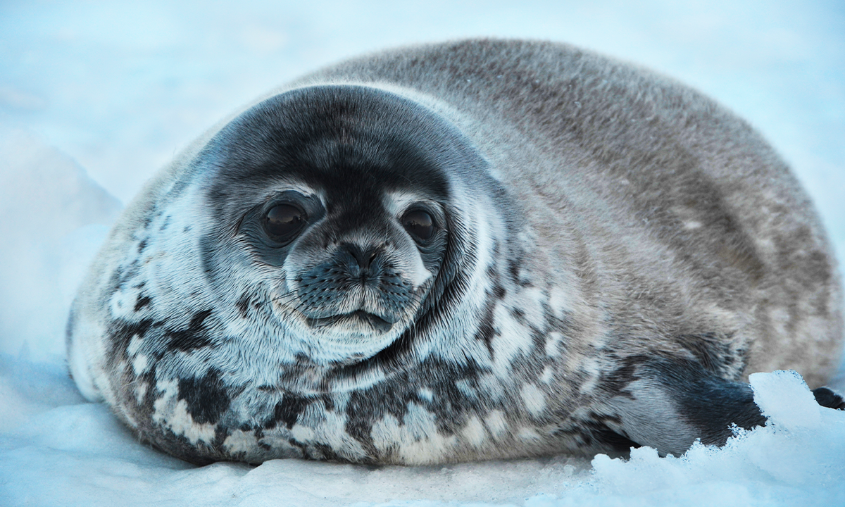 These Seals Brave Polar Bear Country to Access an Ocean Buffet