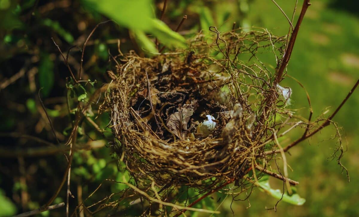Researchers Identify a Previously Unknown Bird Species on a Small Island in Japan