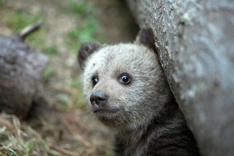 The Super-Predator Myth: Are Humans Always the Scariest Beast in the Woods?