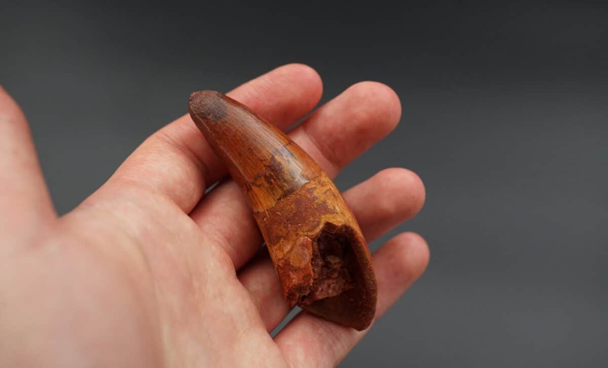 Scientists Found a Fossil Dinosaur Skull Like No Other, Hiding a Tooth Deep Inside