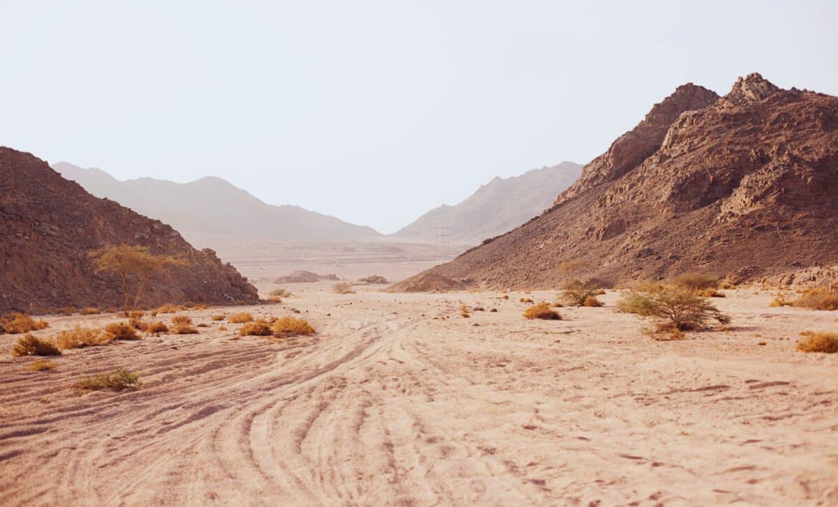 Scientists Stumble Upon Unexpected Creature While Digging in One of Earth’s Driest Places. Here’s What They Uncovered