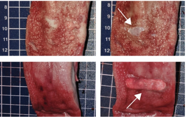 Don’t lick that cold metal pole in winter—if you do, don’t panic