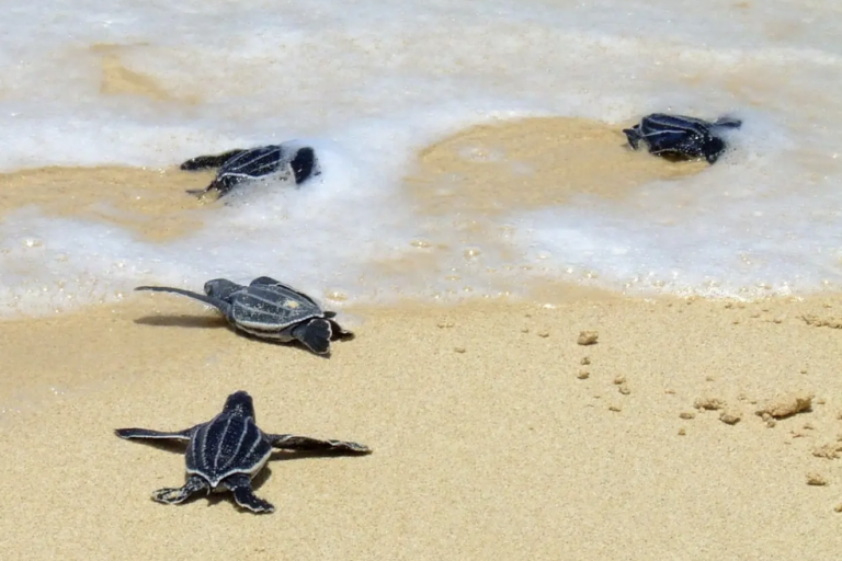 Compost, racoons and sea turtle predation in Costa Rica