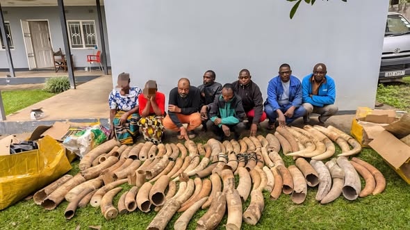Zambia seizes half-ton of ivory in major illegal wildlife crime operation
