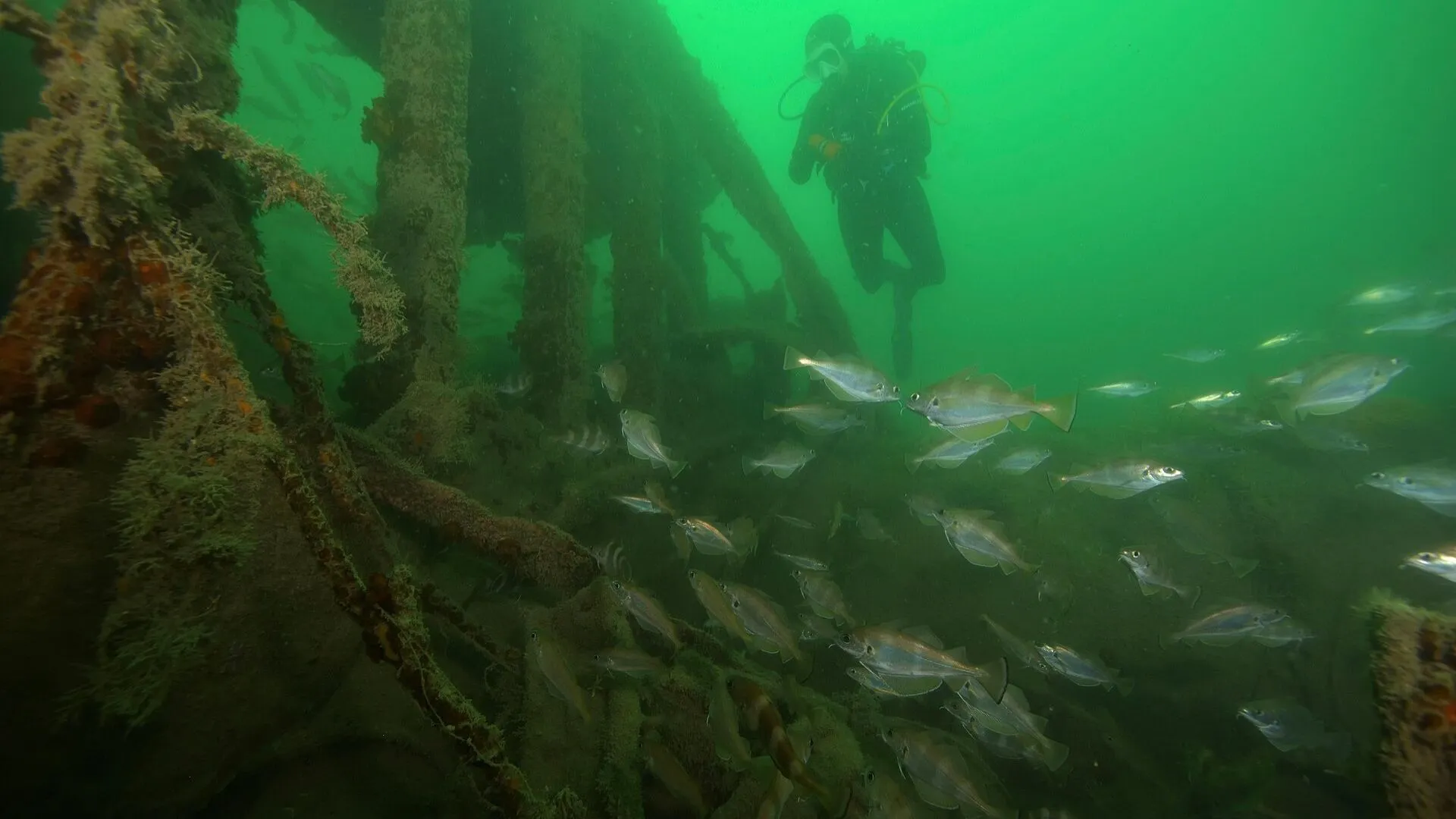 Shipwrecks found on seafloor near 2,300-year-old ancient Greek city