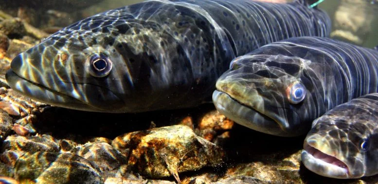 One of Earth’s Greatest Migrations Is Collapsing Beneath Our Rivers