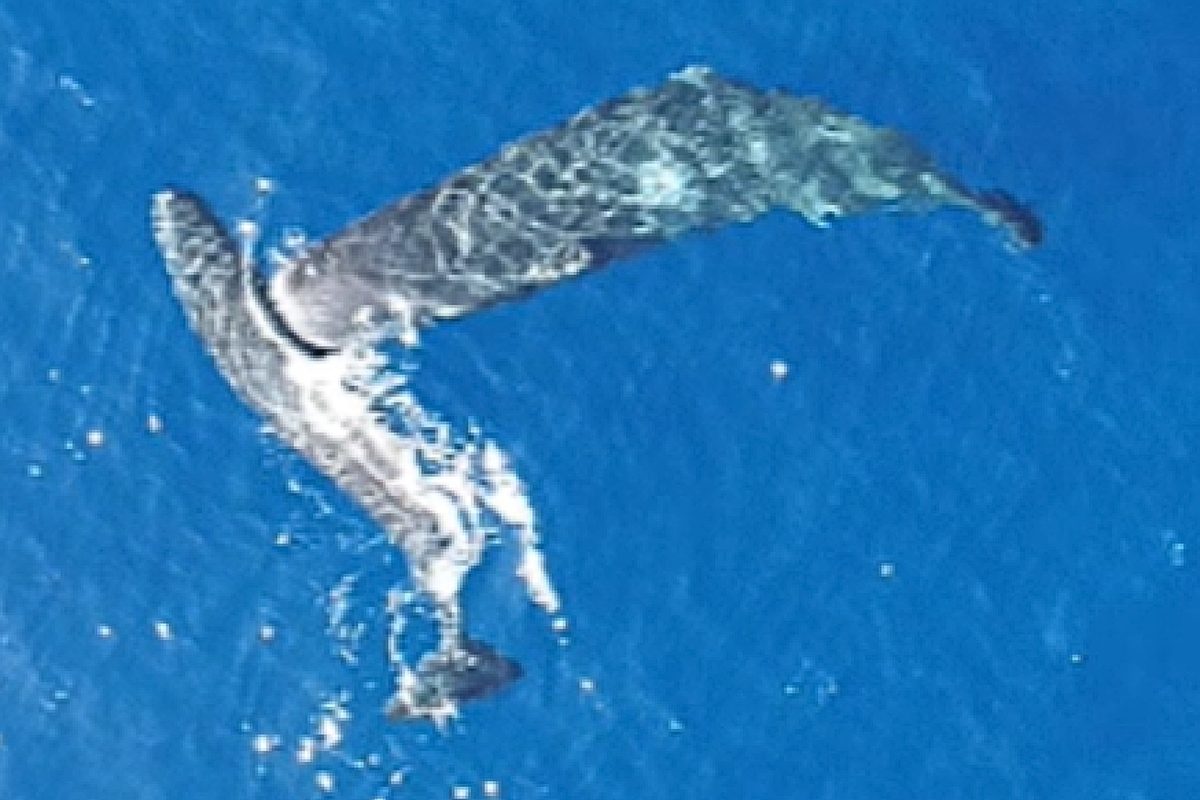 Drones film sperm whales headbutting each other. It’s the first time the behaviour has been caught on camera