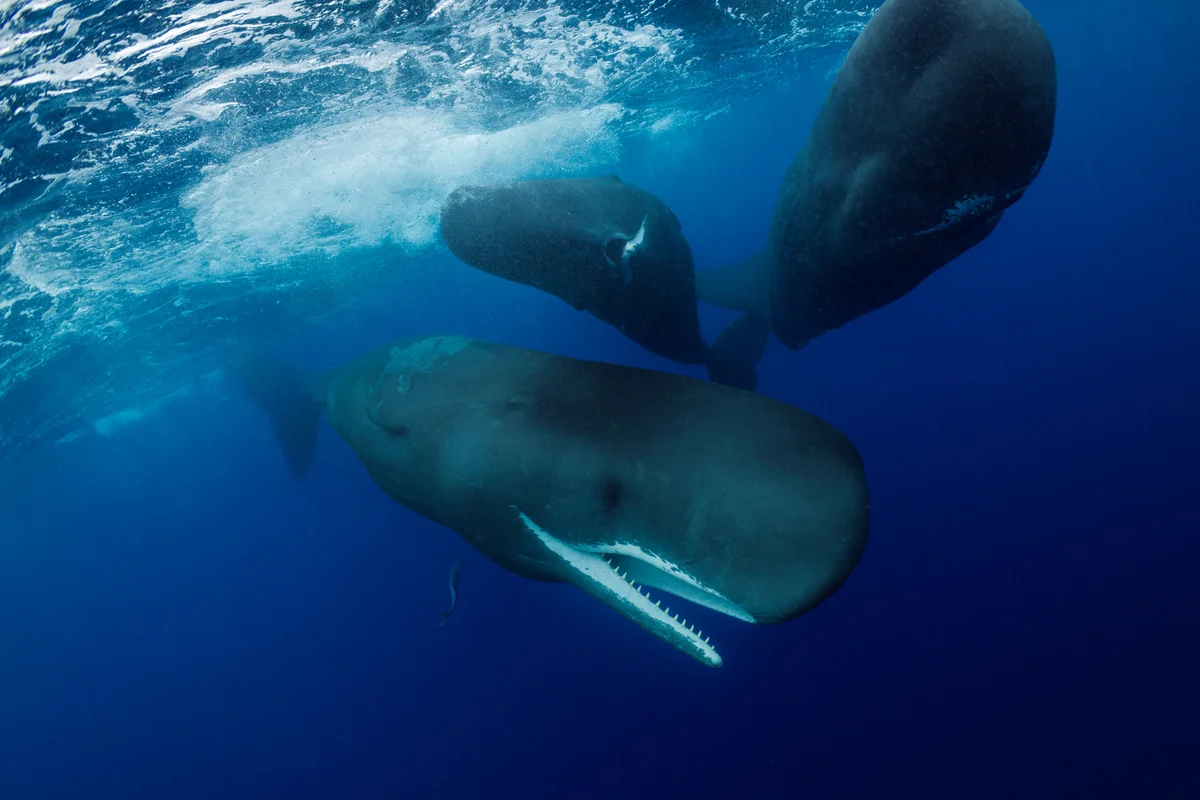 Sperm whales help one another give birth, new study finds
