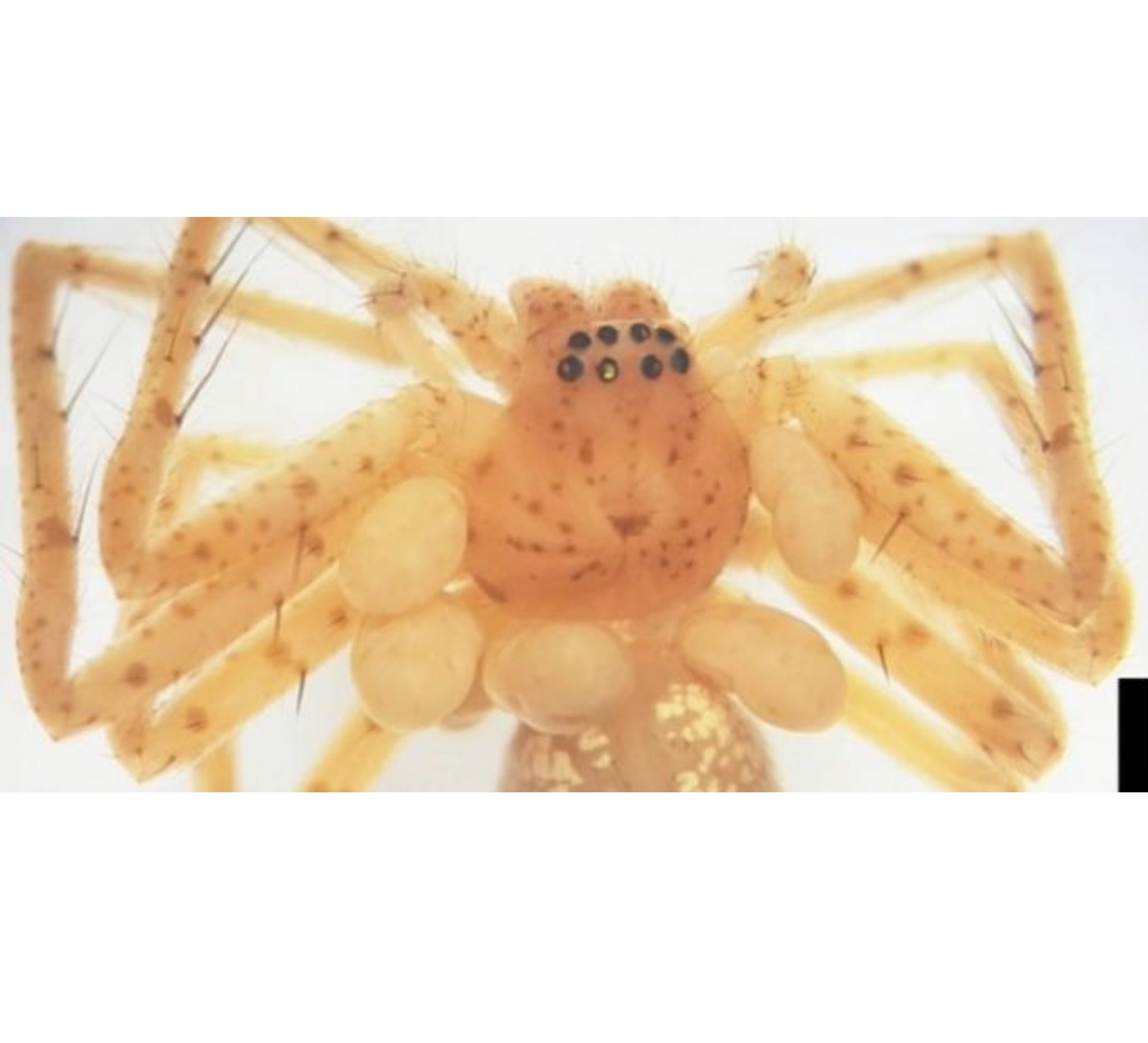 Scientists discover a spider with a beaded ‘pearl necklace’