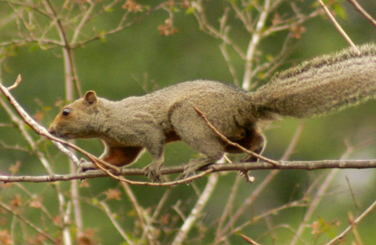 Argentina updates national IUCN mammal list with new focus on non-native species