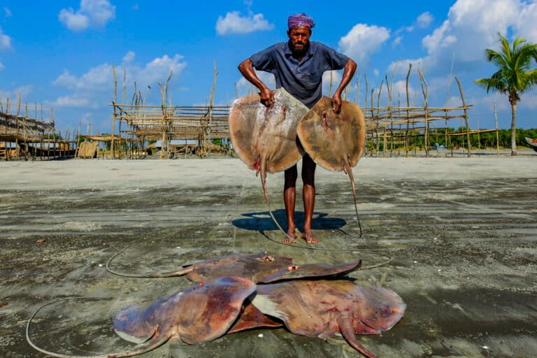 Bangladesh sees rise in ray, shark fishing as traditional seafood species dwindle
