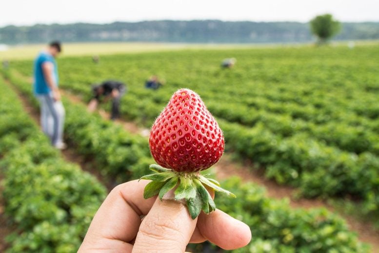 Scientists Reveal Hidden History of the Modern Strawberry