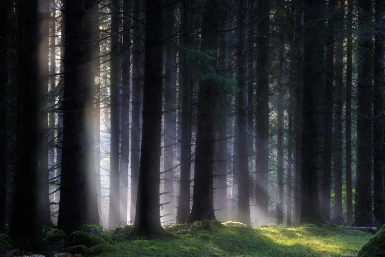 “Shocking” Carbon Discovery in Sweden’s Forests Stuns Scientists