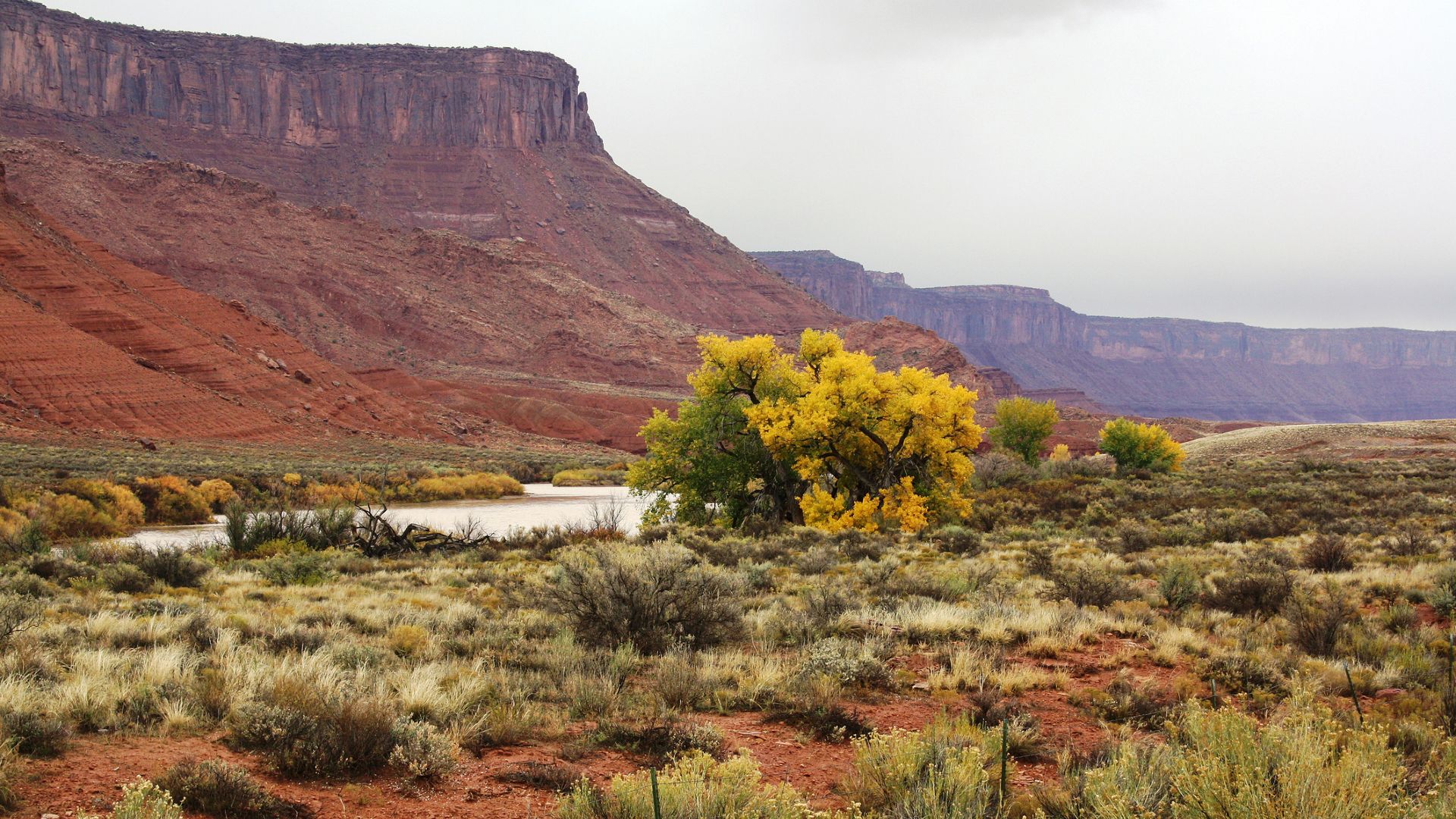 Drought paradox study reveals plants around Colorado River turn to groundwater when it gets too hot and dry, reducing flow into the already strained basin