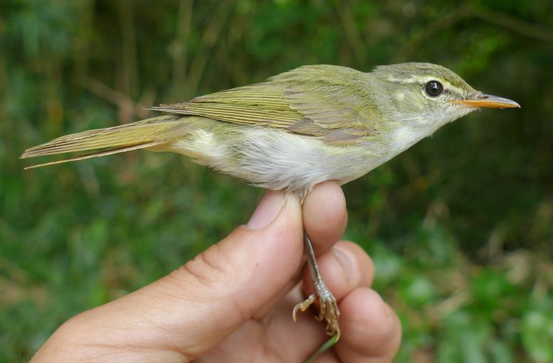 Rare Bird Species Discovered in Japan After Hiding in Plain Sight for Decades