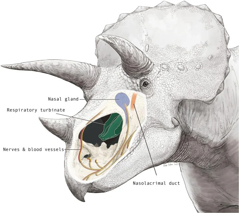 Scientists Just Solved the Mystery of Triceratops’ Giant Nose