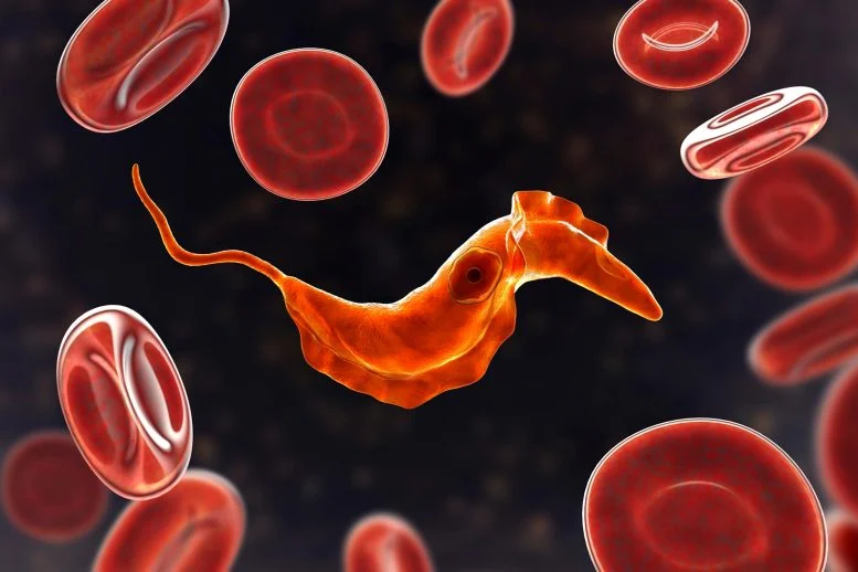 This Deadly Parasite Stays Invisible by Shredding Its Own Genes