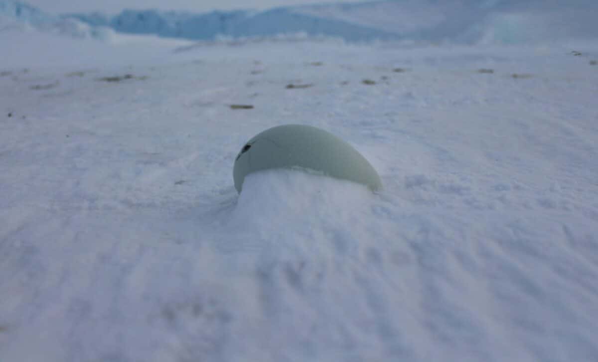 Unnoticed for 68 Million Years, Scientists Found One of the Largest Eggs Ever in Antarctica