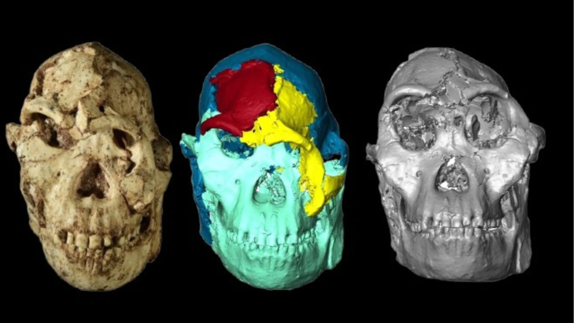 Scientists rebuild shattered face of 3.67-million-year-old ‘Little Foot’