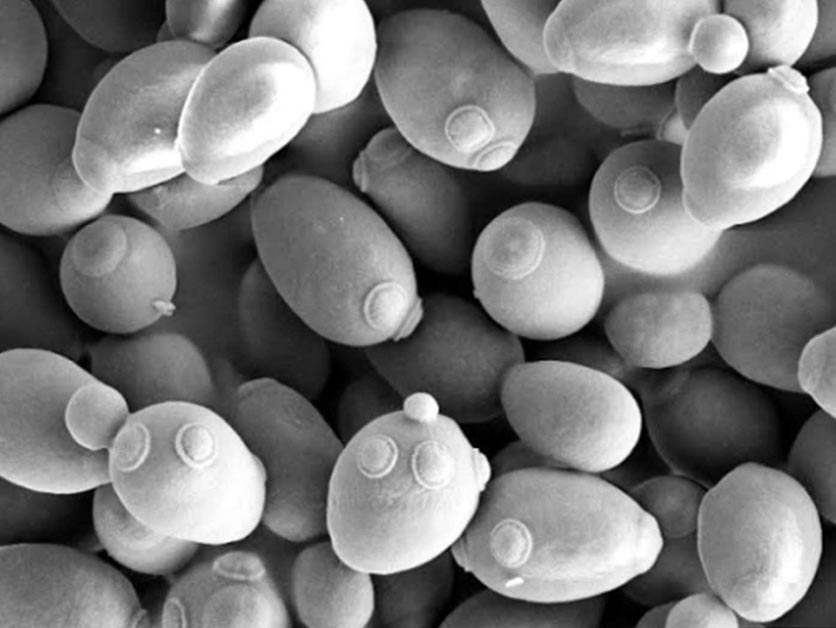 How Yeast Find the Perfect Match – Life Sciences | Weizmann Wonder Wander