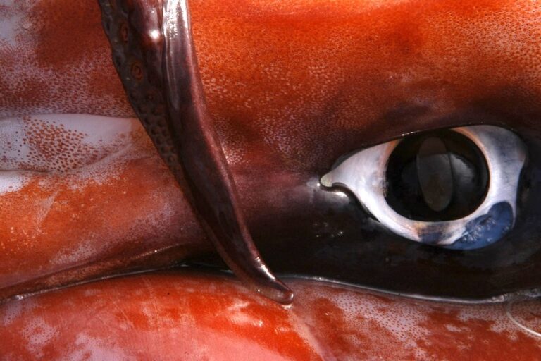 Modest controls put on freewheeling squid fleet at South Pacific fisheries meeting