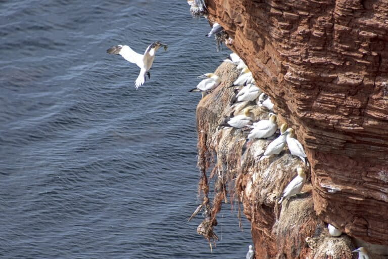 Seabird nests built with plastic waste off the coast of Germany: Photo of the week