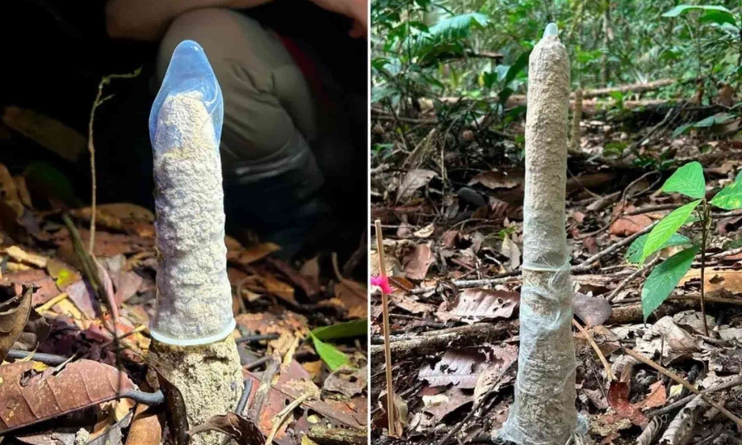 Scientists discover something strange about cicada towers