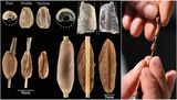 15,000-Year-Old Clay Beads Preserve Children&rsquo;s Fingerprints and Reveal Early Human Life
