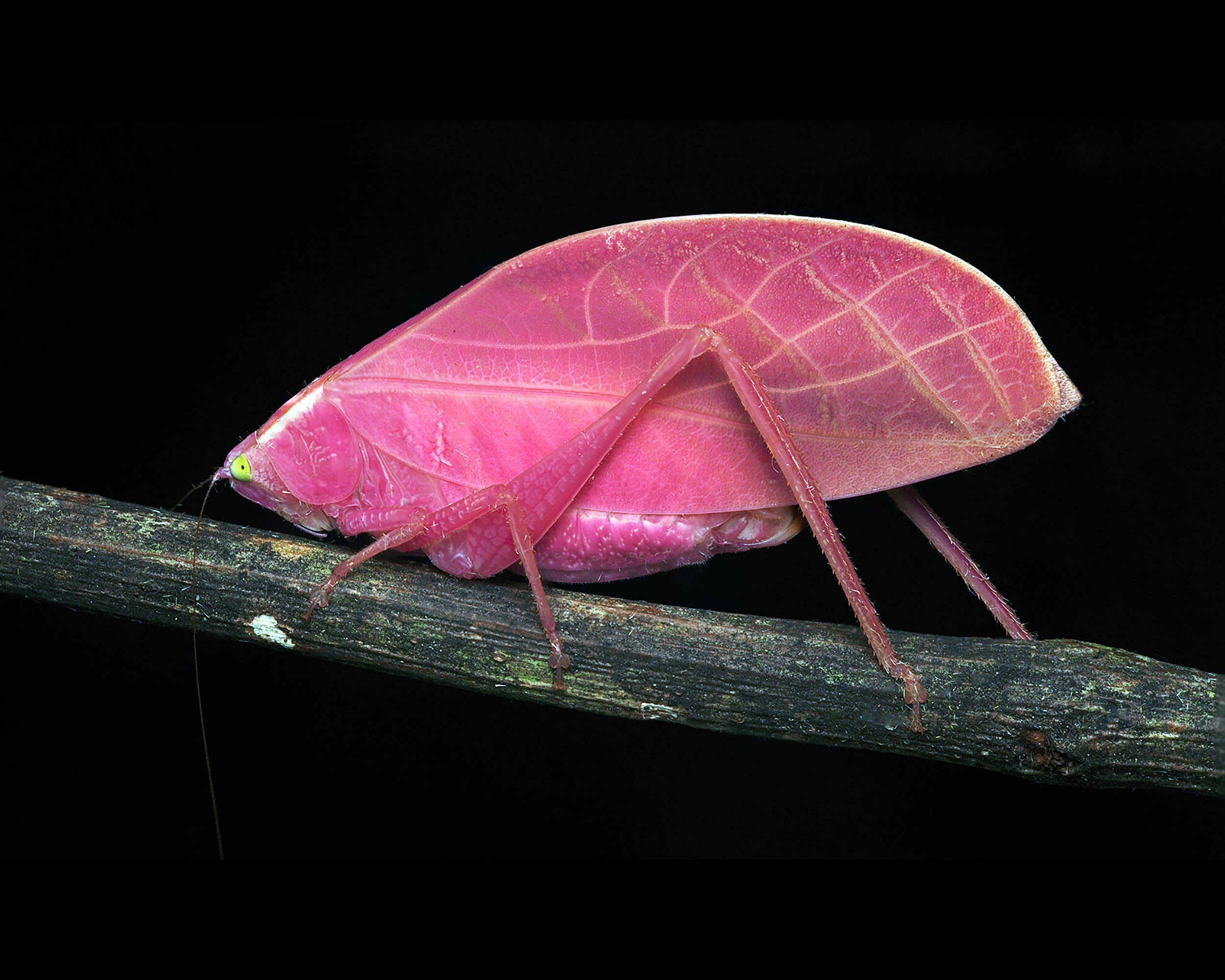 Amazing insect slowly changes colors from bright pink to green