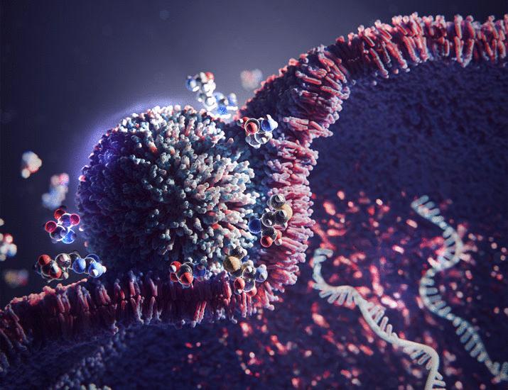 Amino acid supplementation enhances in vivo efficacy of lipid nanoparticle–mediated mRNA delivery in preclinical models | Science Translational Medicine