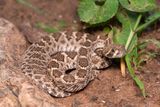Baby Rattlesnakes Aren&rsquo;t More Dangerous Than Adults &mdash; So Why Did This Myth Spread?