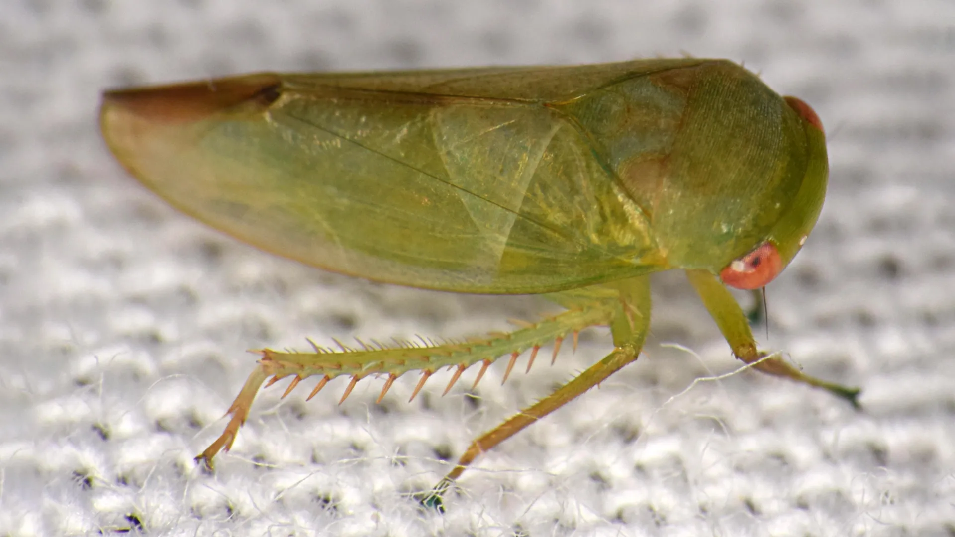 Scientists discover seven strange frog-like insects hidden in uganda’s rainforest