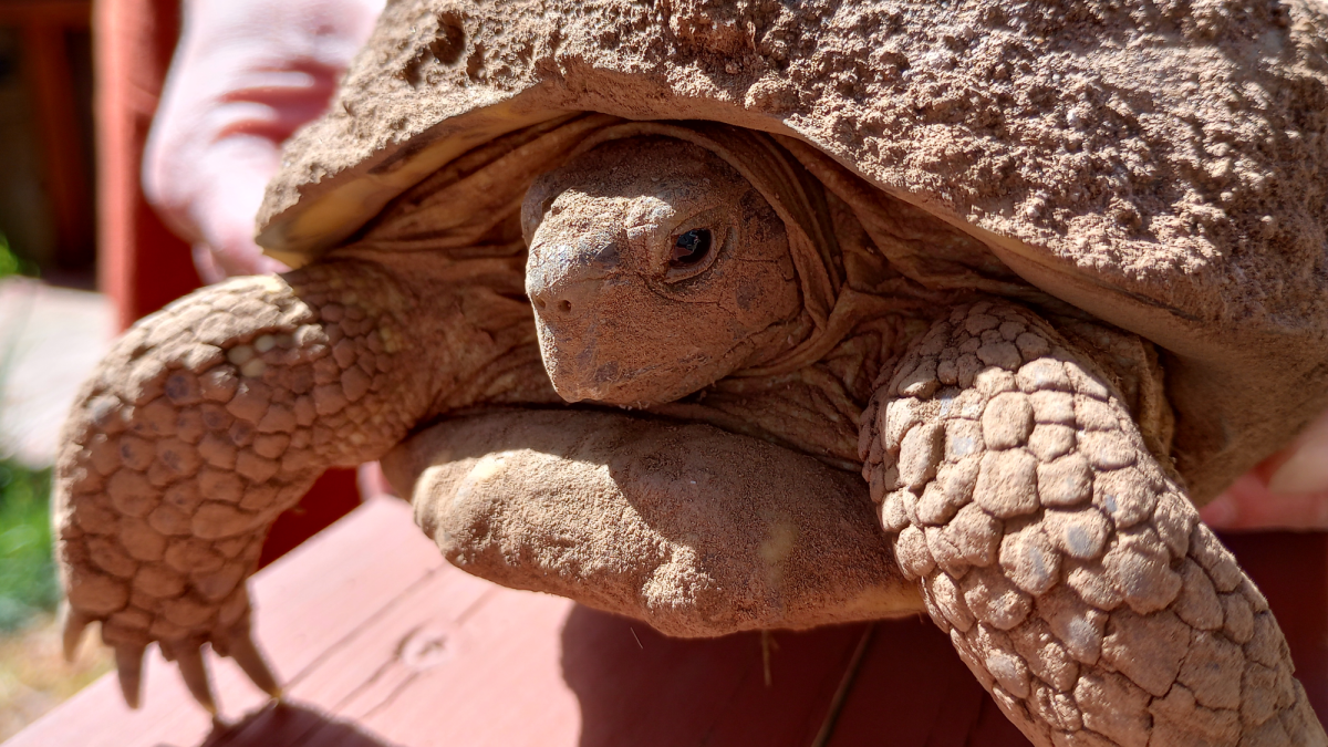 Volunteers finally find Betty White—the rescue tortoise