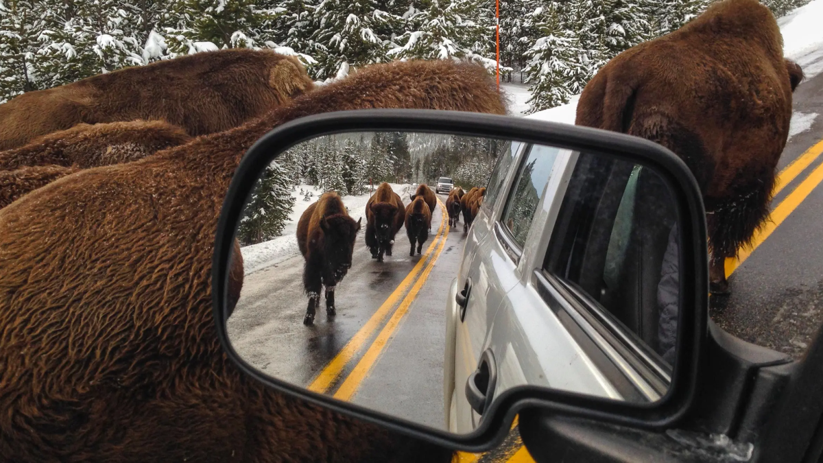 What to do if you encounter a bison
